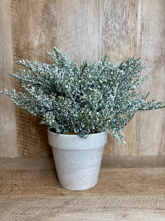 Potted Cedar Bouquet