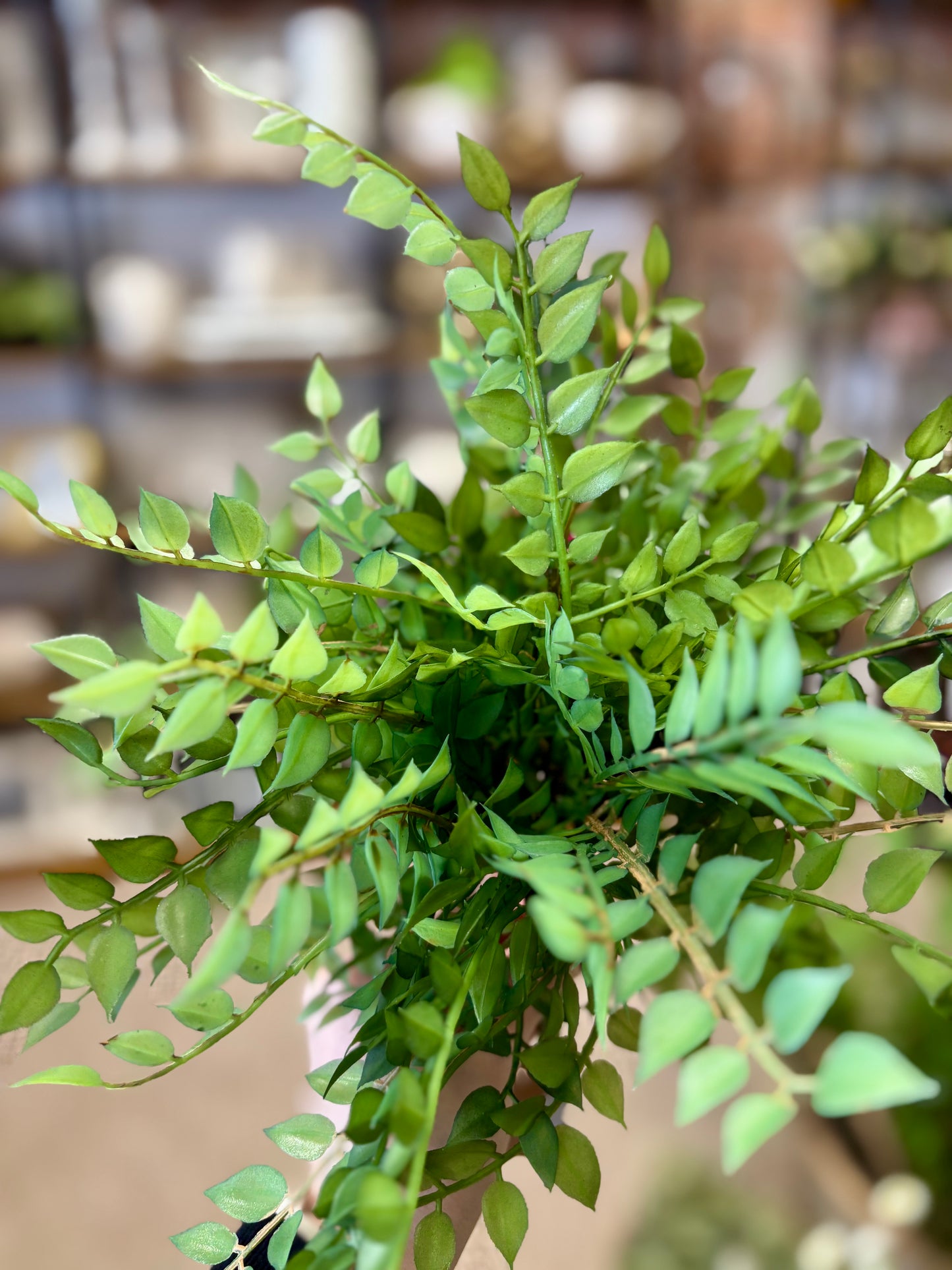 Smilax Bush