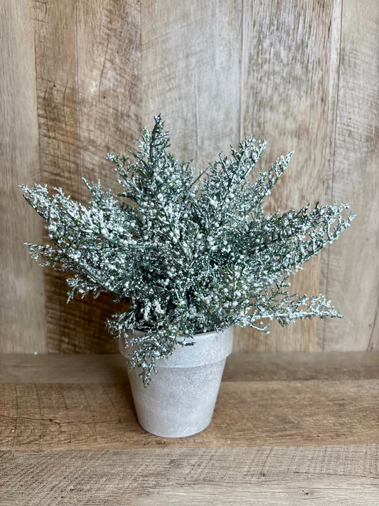 Potted Cedar Bouquet