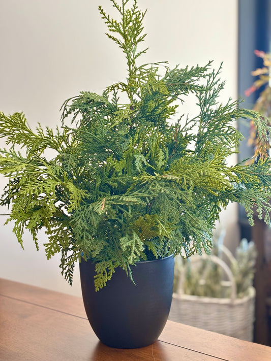 Churchill Cypress