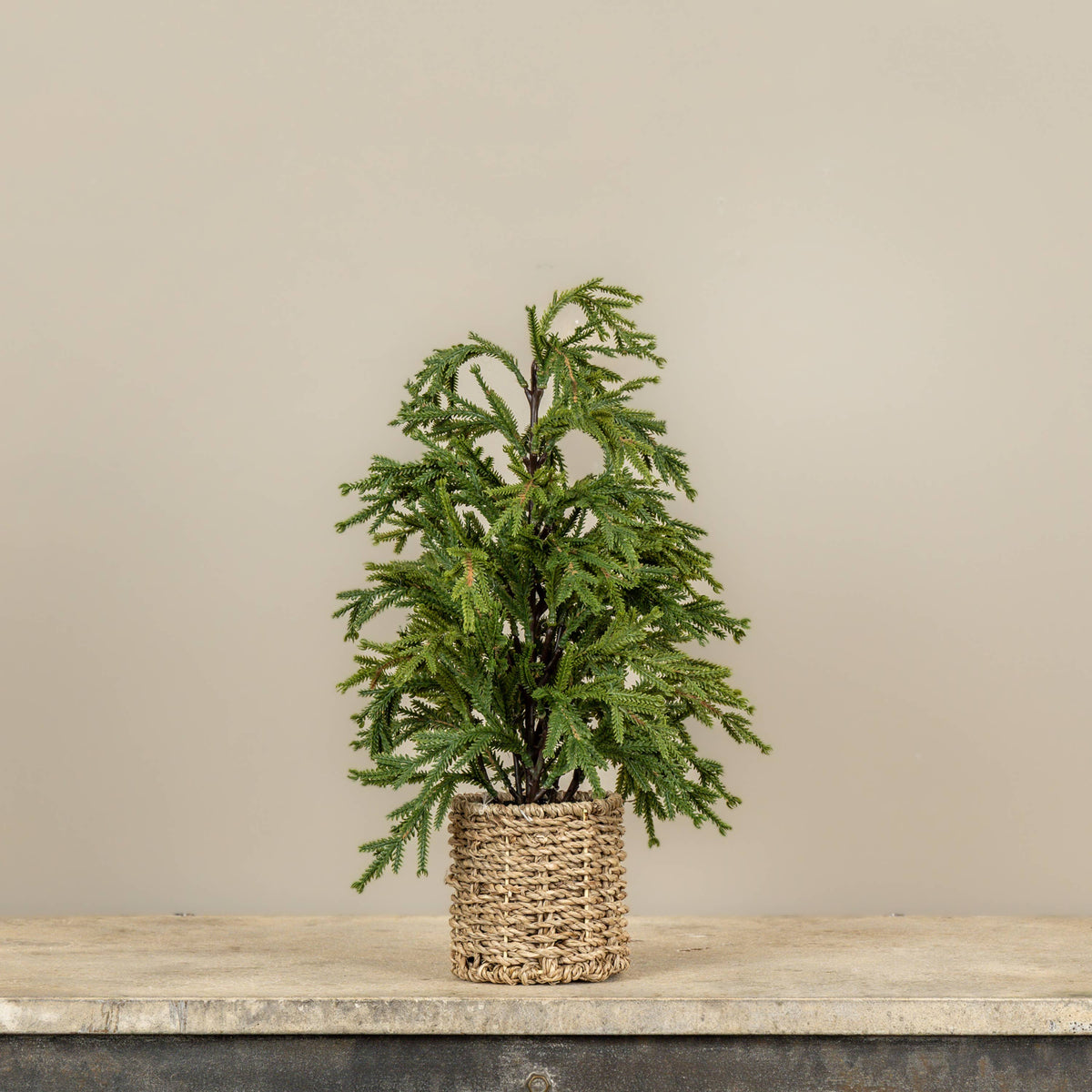 PINE TREE IN BASKET