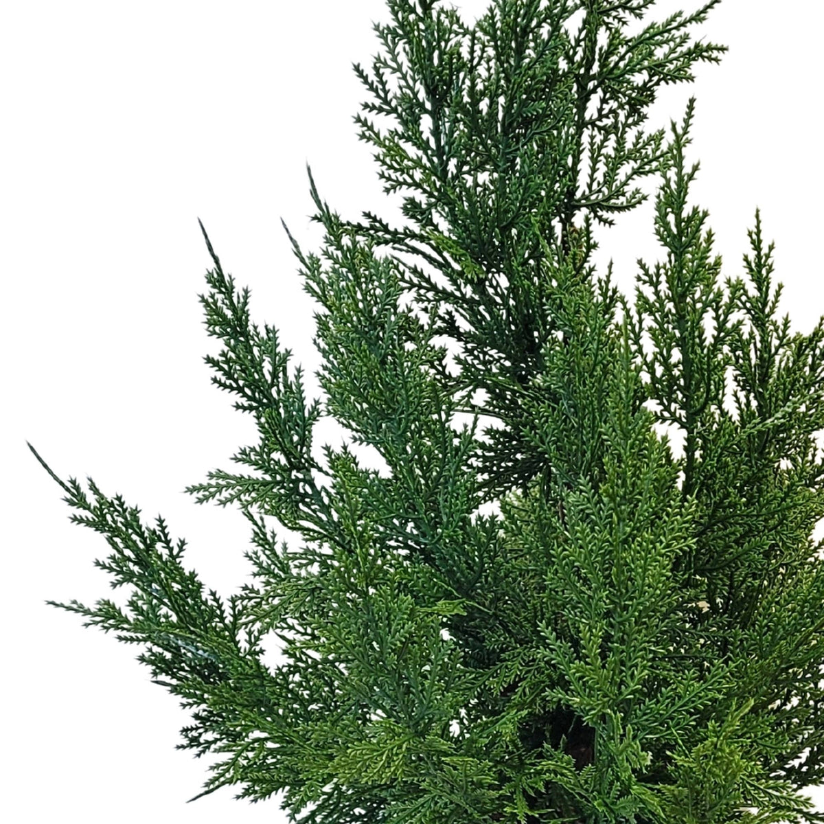 Cedar Tree in Pot