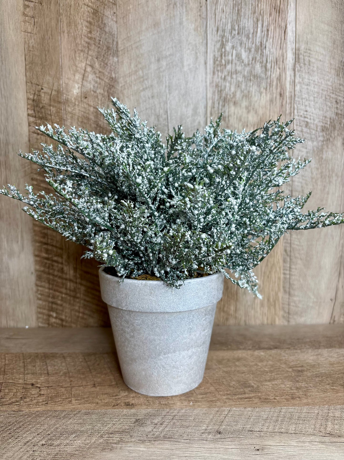 Potted Cedar Bouquet