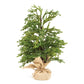 Pine Tree With Burlap Base