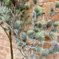 Mini Cedar Tree