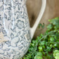 Heirloom Pitcher
