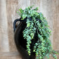 GLOSS BLACK HANDLE VASE