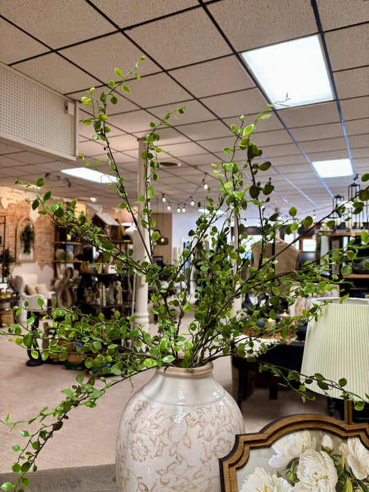 Muehlenbeckia Wire Spray