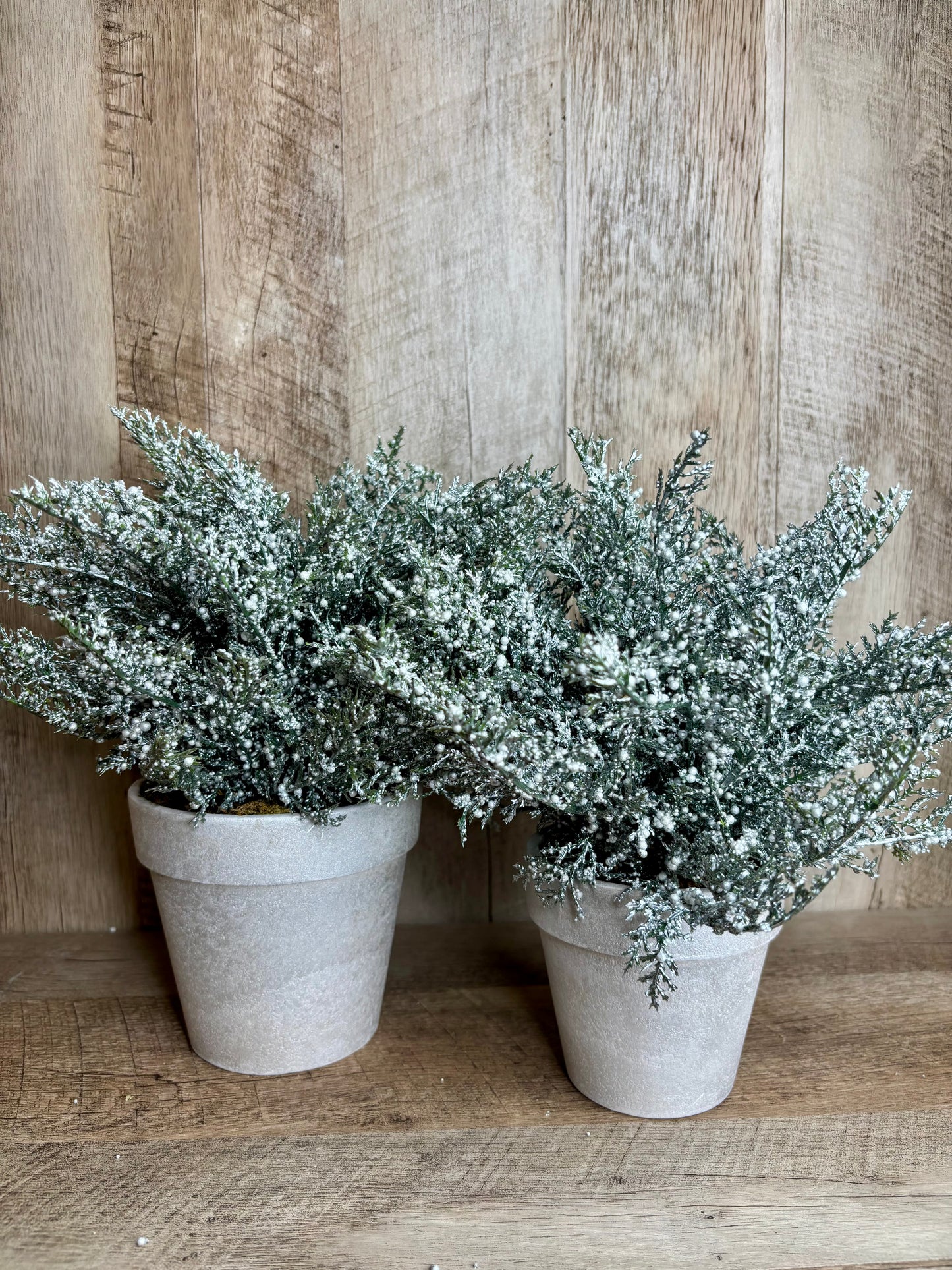 Potted Cedar Bouquet