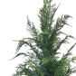 Wild Cypress Tree