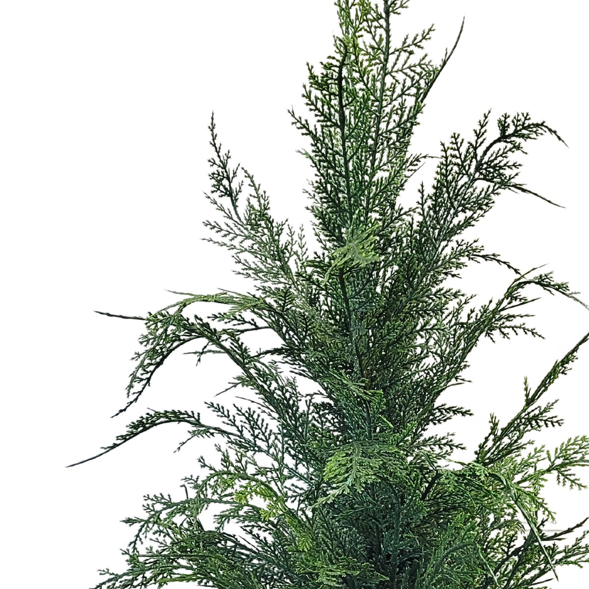 Wild Cypress Tree