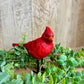 Cardinal