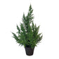 Cedar Tree in Pot