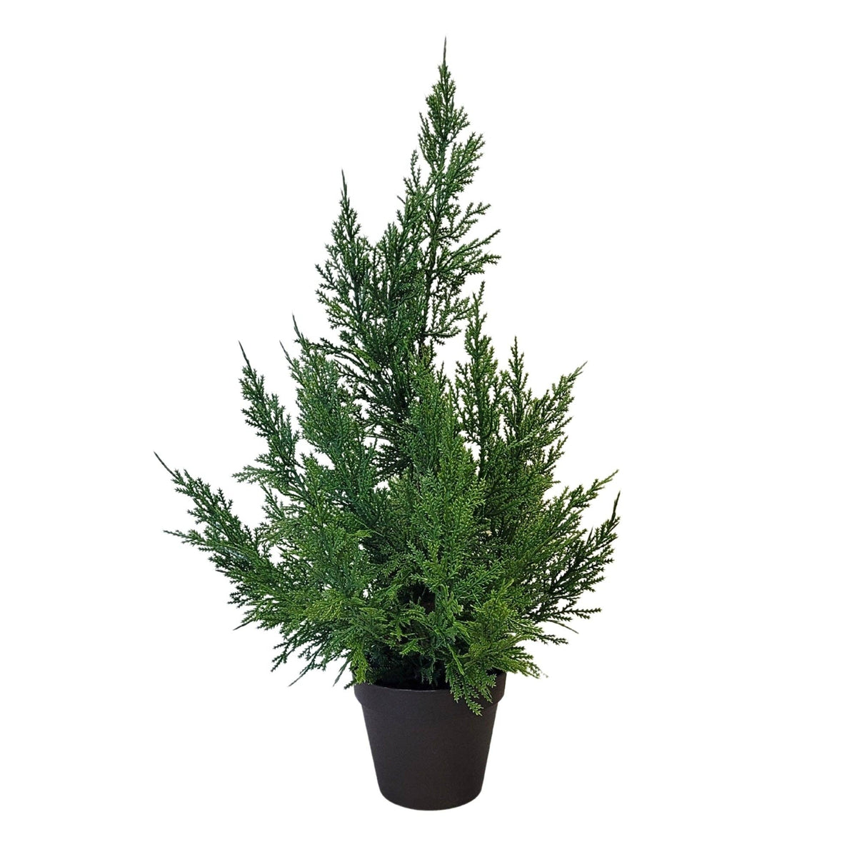Cedar Tree in Pot