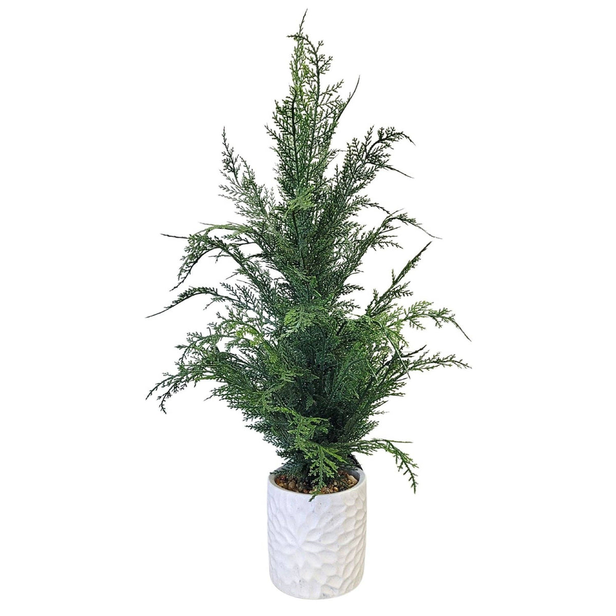 Wild Cypress Tree