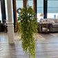 Ruscus Leaf Hanging Bush