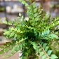 Smilax Bush