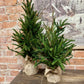 Real Touch Pine Tree w/ Burlap Base