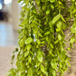 Ruscus Leaf Hanging Bush