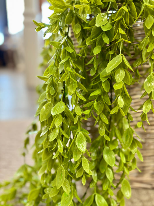 Ruscus Leaf Hanging Bush