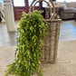 Ruscus Leaf Hanging Bush