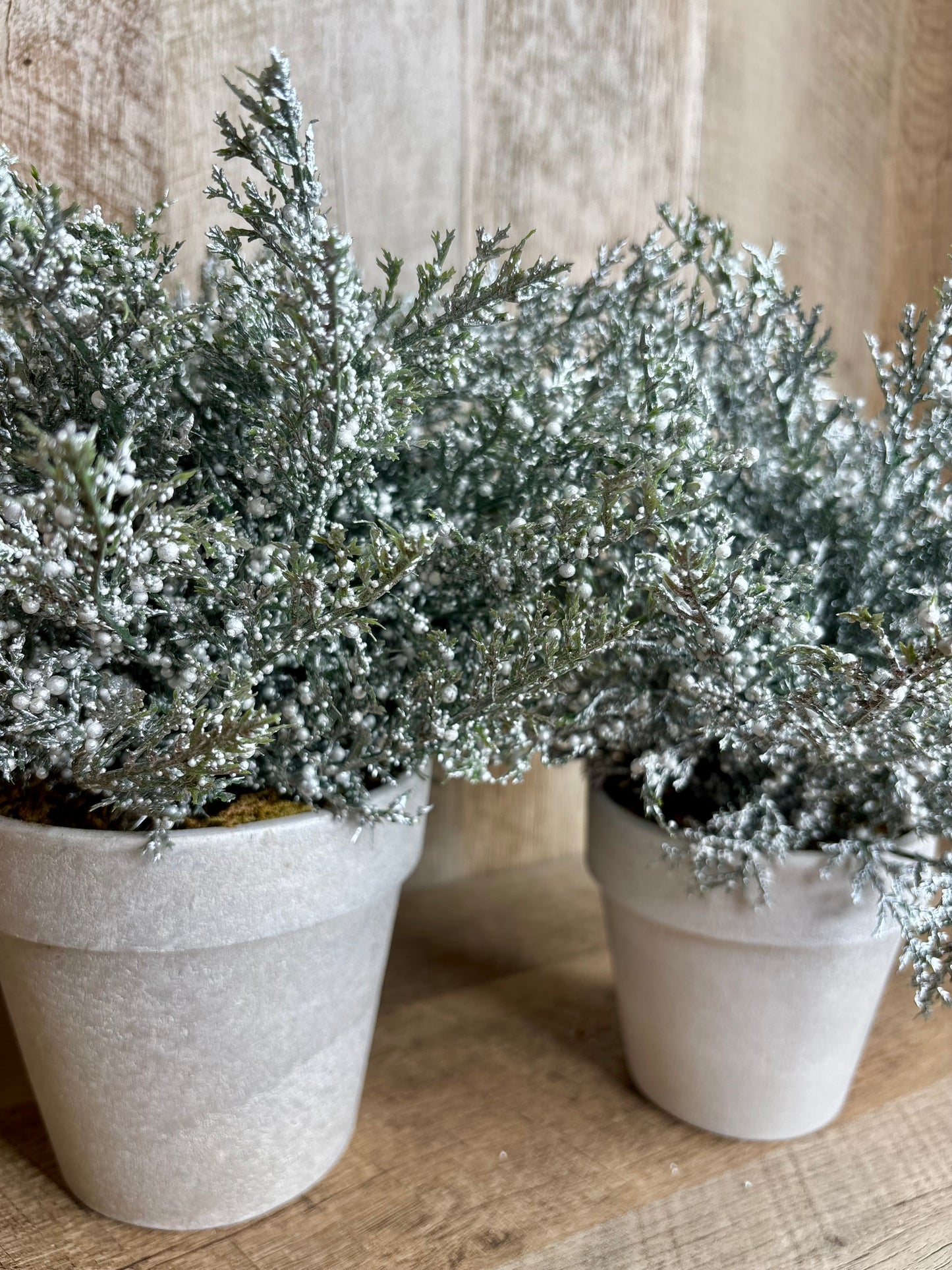 Potted Cedar Bouquet