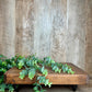 WOOD RISER