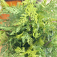 Churchill Cypress