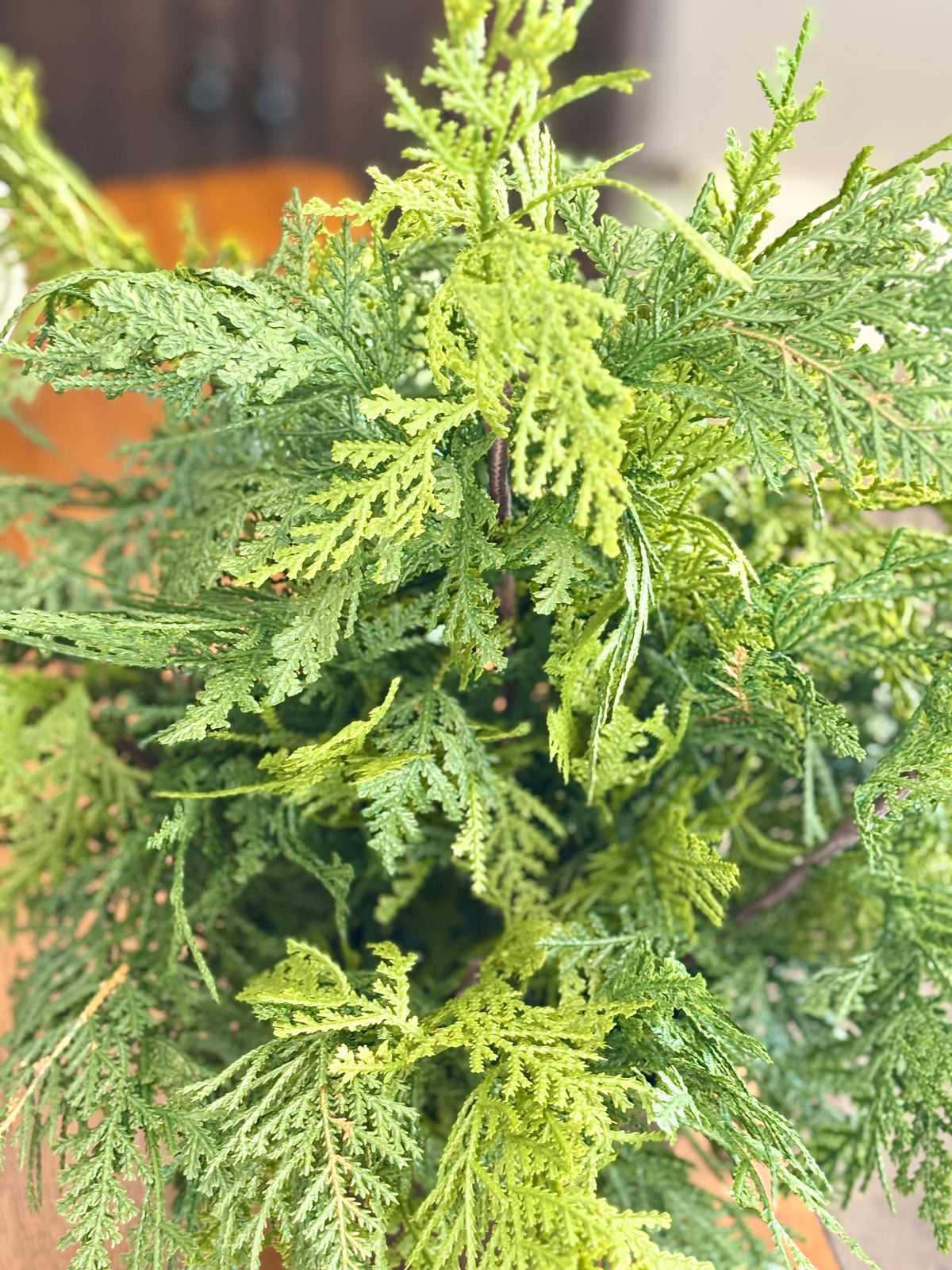Churchill Cypress