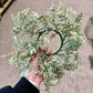 Ficus Candle Wreath