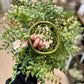 Rose & Similax Wreath