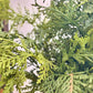 Churchill Cypress