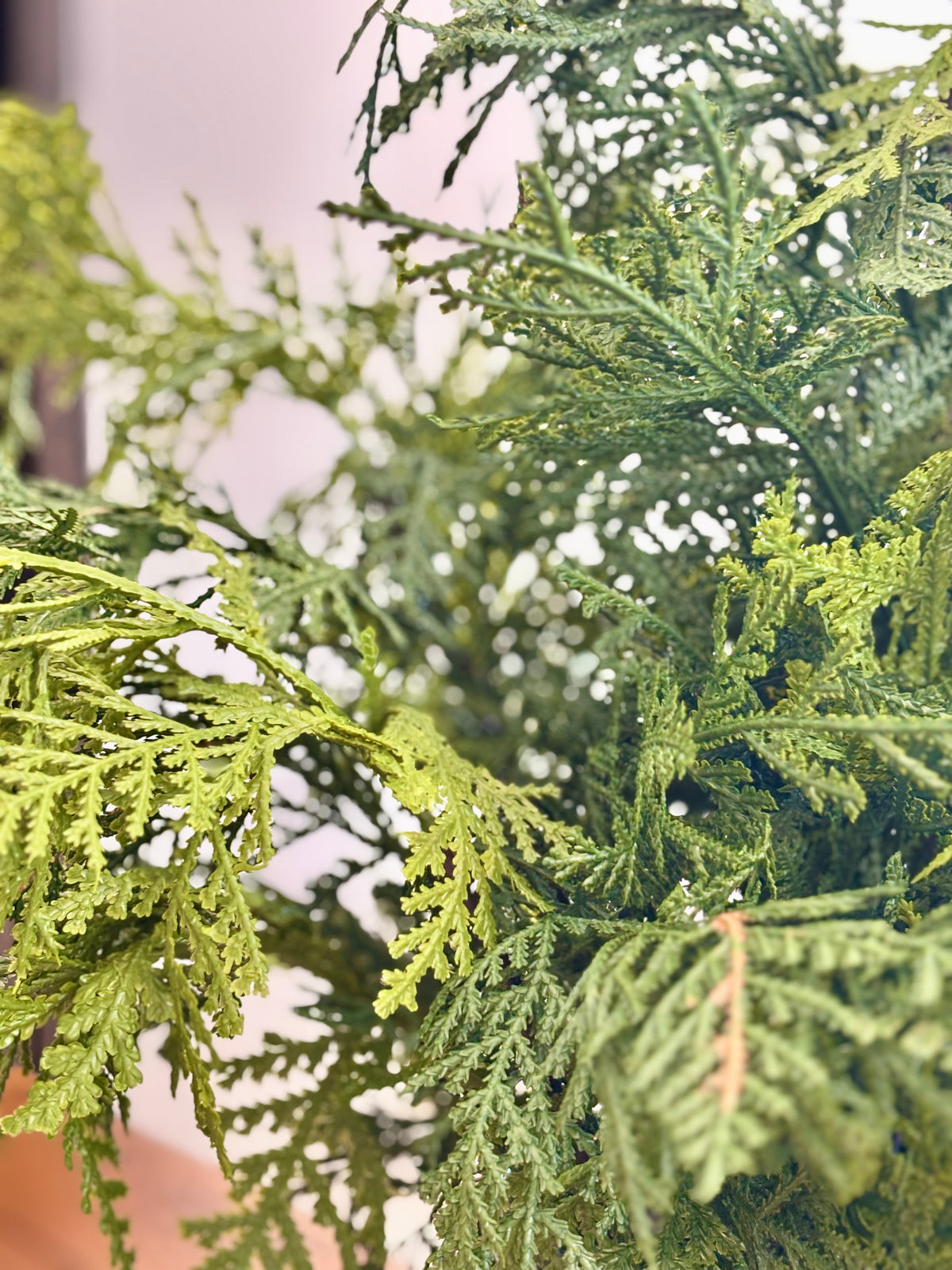 Churchill Cypress