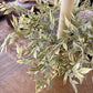 Ficus Candle Wreath