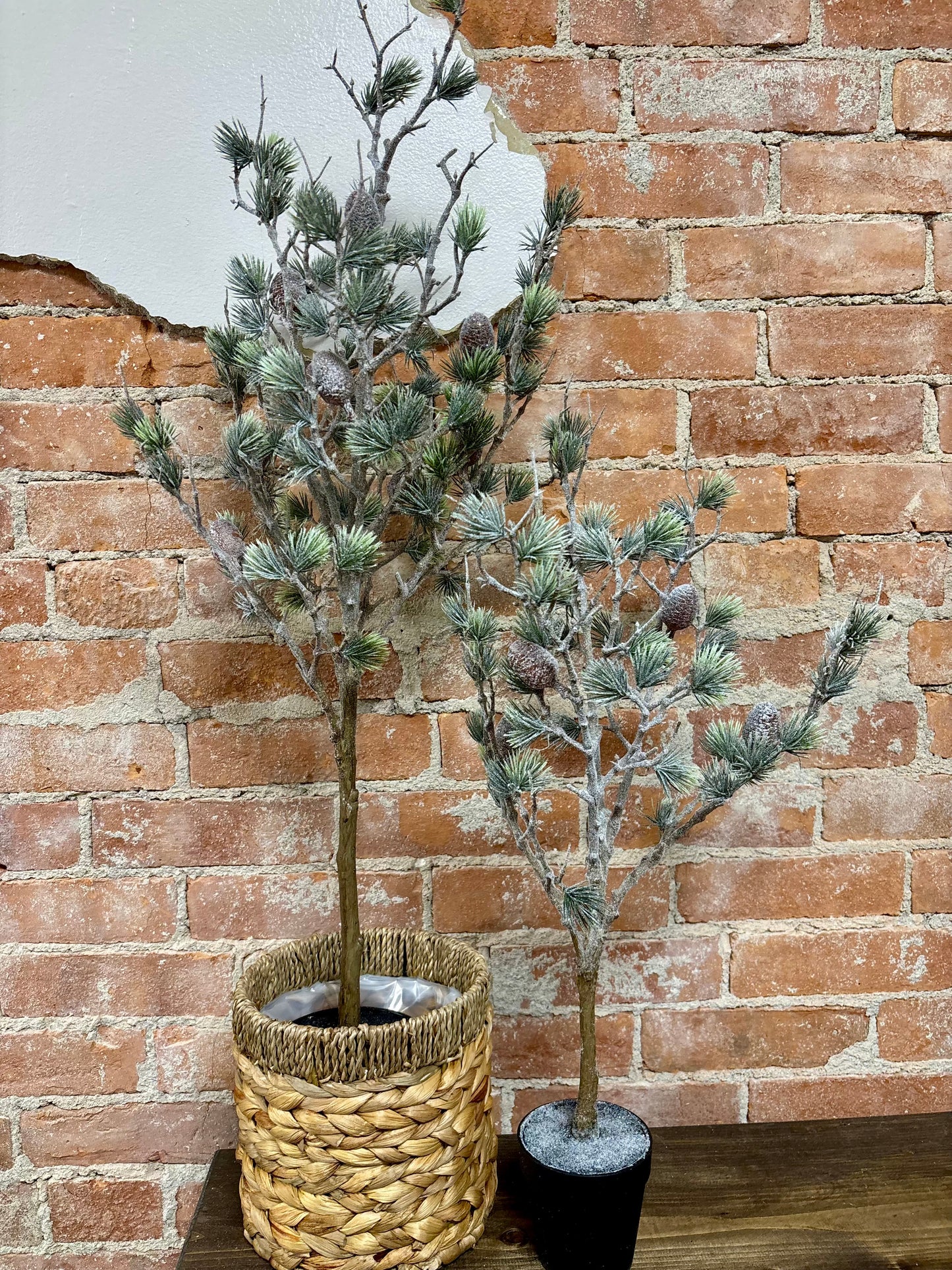 Mini Cedar Tree