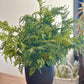 Churchill Cypress