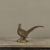 Gold Pheasant