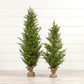 Cedar Tree