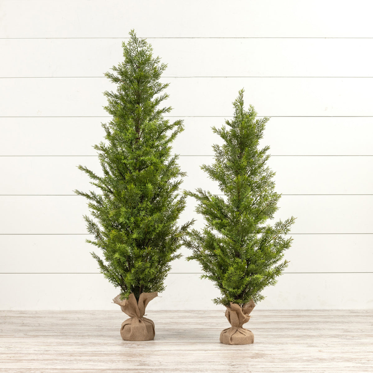 Cedar Tree