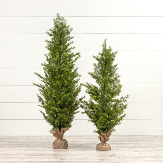 Cedar Tree