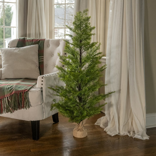 Cedar Tree