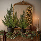 Cedar Tree in Pot