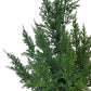 Cedar Tree in Pot